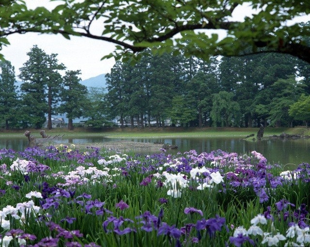 毛越寺あやめ園