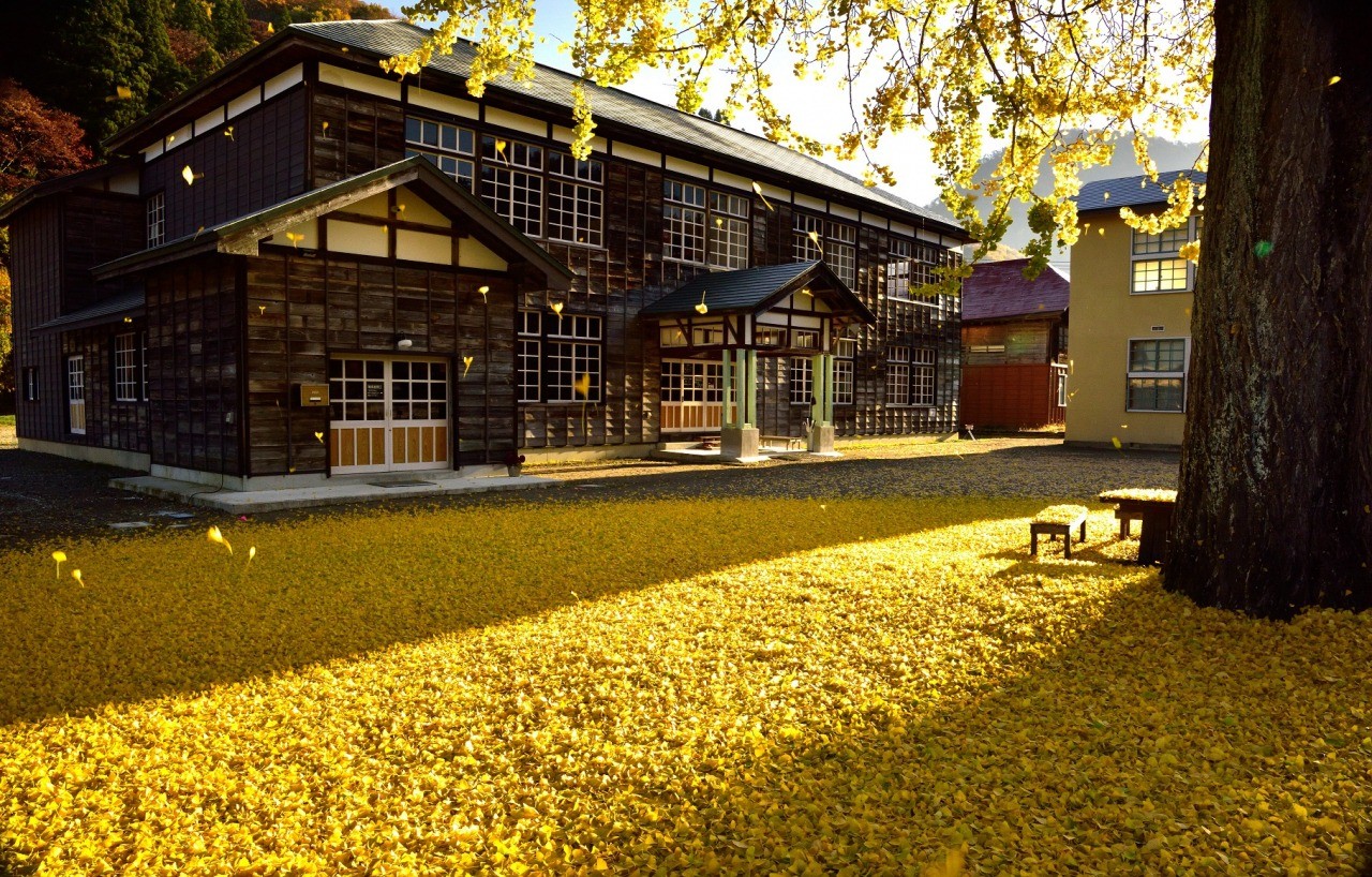 Light up with the yellow leaves of the large ginkgo biloba of Kuimarusho
