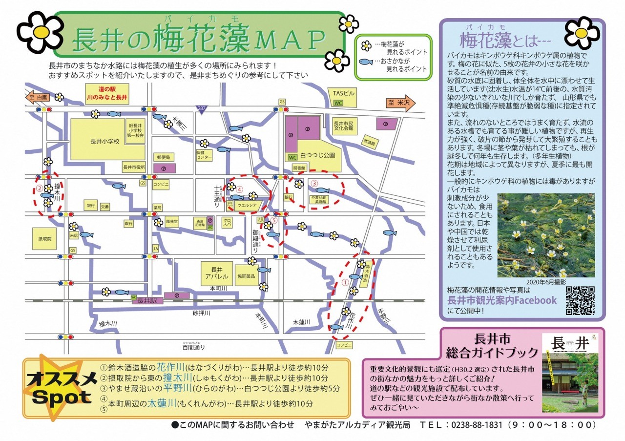 梅花藻に癒されるまち歩き 山形県長井市 旅東北 東北の観光 旅行情報サイト