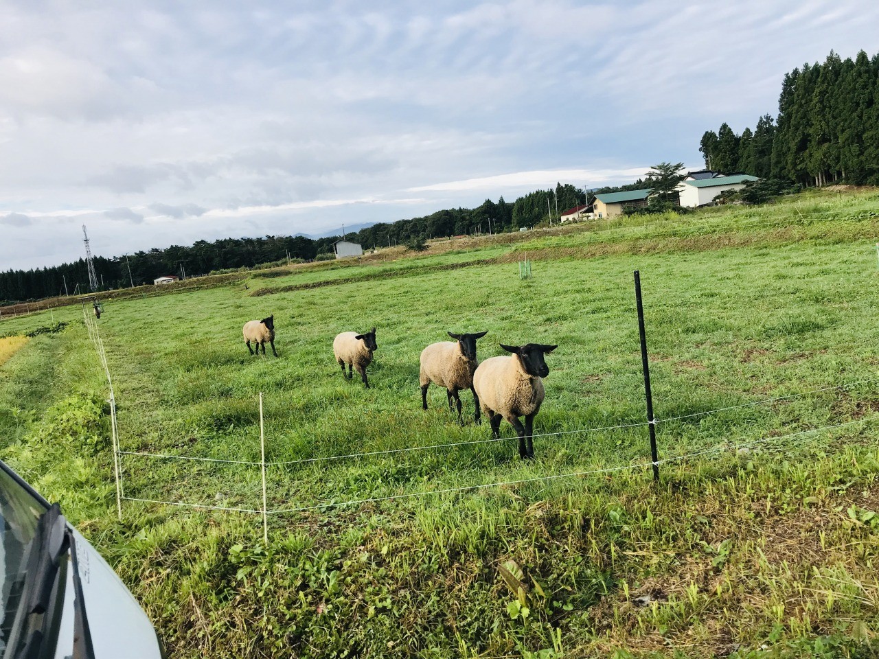 [Hanamaki City] Let's go to see the sheep like a stuffed animal! Terasawa's sheep