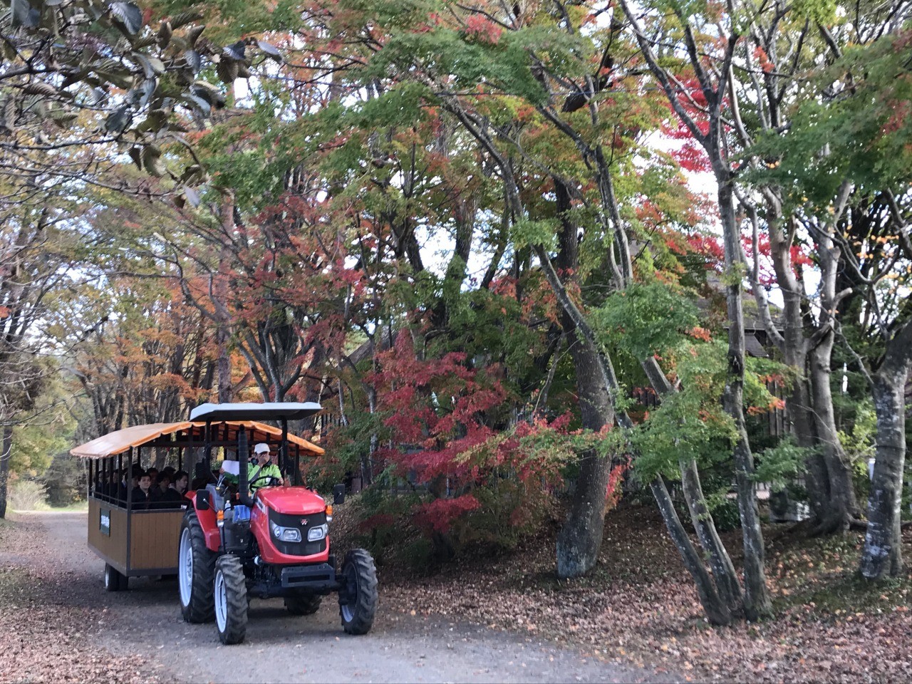 Farm Tractor Ride Through a Tunnel of Autumn Leaves