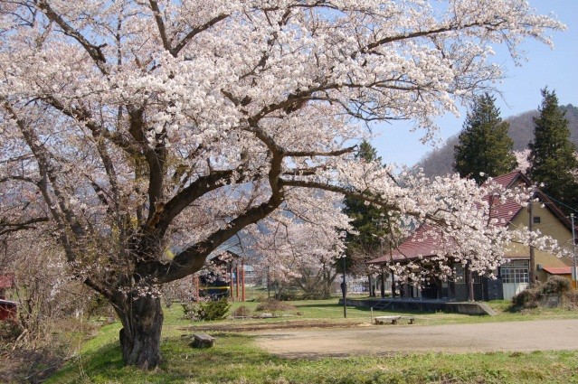 日中の桜