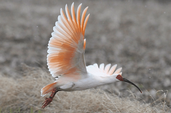 This is the only place where you can watch the wild crested ibis outdoors! Crested ibis observation tours begin at dawn.