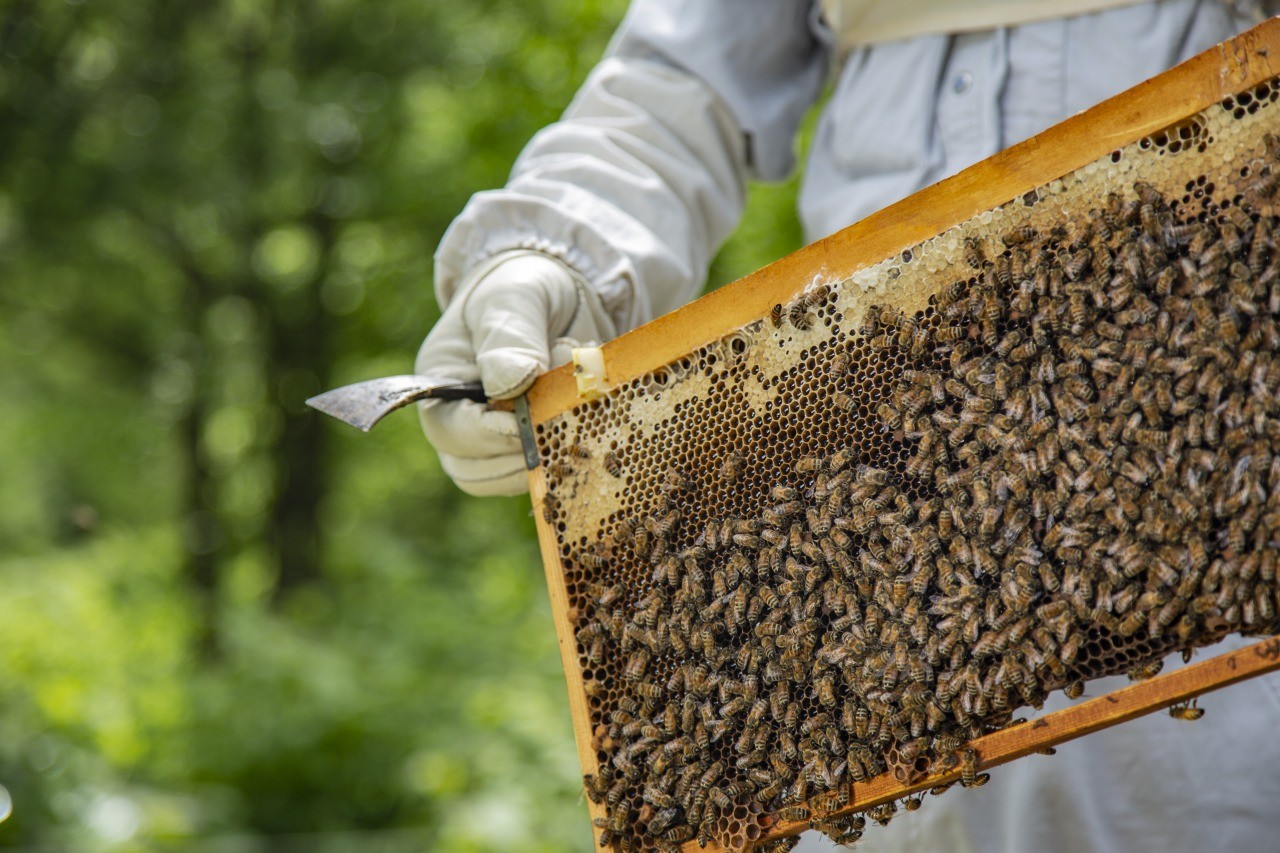 Matsumoto Beekeeping Ground (beekeeping experience)