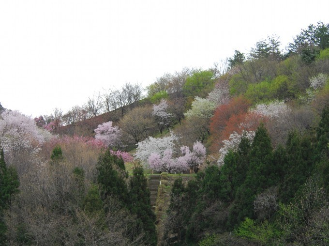 大峰山　桜公園
