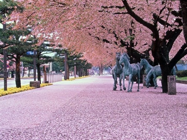 十和田市官庁街通り