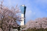 三崎公園は桜の名所