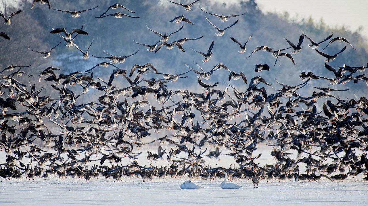 ラムサール条約湿地「伊⾖沼・内沼」で20万羽の野鳥と過ごすワイズユース体験
