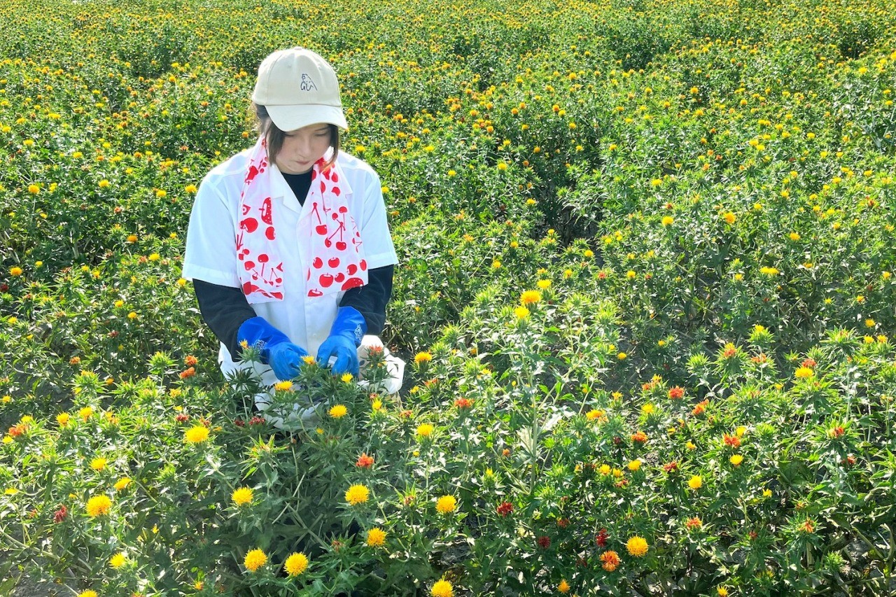 Morning picking of safflower and making safflower rice cakes with a priest -including official visit to Yaji Hachiman Shrine and safflower breakfast